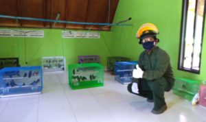 BBKSDA NTT Rawat Burung Anis