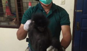 Jaringan Perdagangan Satwa