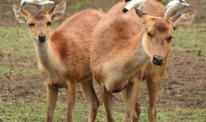 Pembukaan Terbatas Taman Nasional
