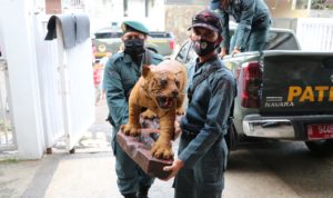 Amankan Satwa Di Lindungi