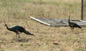 Pelepasliarsan BKSDA sepanjang 2020