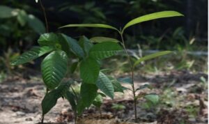 Inovasi di Masa Pandemi