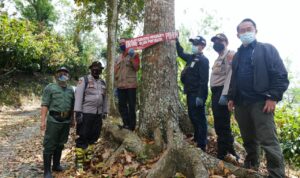 Polres Dairi Amankan Penbang Ilegal